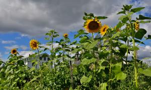 A group of sunflowers in a field